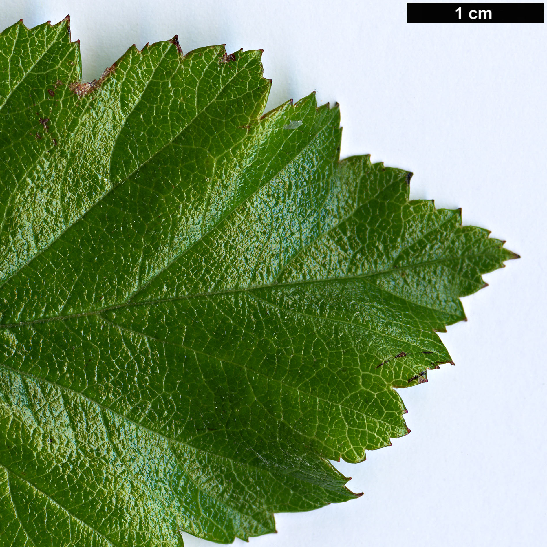 High resolution image: Family: Rosaceae - Genus: Crataegus - Taxon: greggiana - SpeciesSub: var. pepo